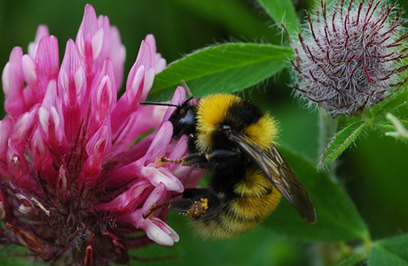 Deichhummel (Bombus distinguendus) - © Johann Neumayer